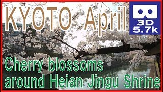 [3D 5.7k] Cherry blossoms around Heian Jingu Shrine [VR180]