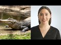 horse and crocodile story