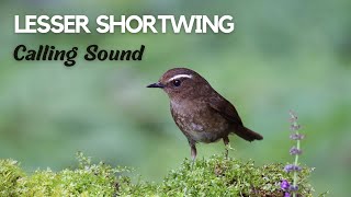 Lesser Shortwing Bird Calling Sound Suara Pemanggil Burung Cingcoang Coklat