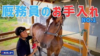 何が正解？現役調教助手が馬のお手入れ動画