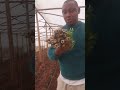 transpanting anna f1 tomatoes anna f1 tomatoes greenhouse farming day 1 organic farming