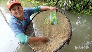 fui pegar peixe pra o almoço #vidanaroça #agrofamilia #vlogs