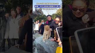 景山公园网红橘猫被疯狂合影 猫咪一动不动闭眼任人撸毛 网友：它都快被撸包浆了吧 #搞笑 #新闻 #万万没想到 #熱門 #人類迷惑行為