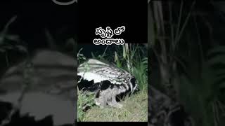 సృష్టి లో అందాలు