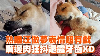 米克斯做夢表情超有戲　嘴邊肉狂抖還露牙齒XD｜寵物動物｜狗狗｜精選影片