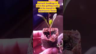 Spinach Seedling in Coco disc