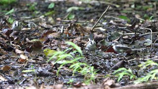 山中湖 大洞の泉のメジロとエナガの水浴び　その３（4K60P動画）