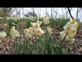 【大阪】かしわら水仙郷 Kashiwara Narcissus Village (Osaka, Japan) (2024)