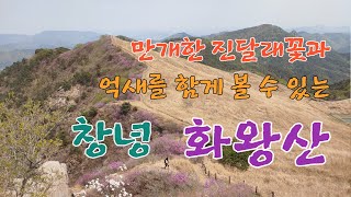 만개한 진달래꽃과 억새를 함께 볼 수 있는 창녕 화왕산 [49] / 산 따라 길 따라