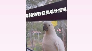 搞￼笑#野生葵花凤头鹦鹉#sydney#funny#澳洲