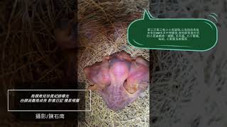 鳥類育兒珍貴紀錄曝光  白頭翁雛鳥成長   影像日記獨家揭露