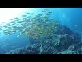 美しい魚群♪　キンセンフエダイの群れ　シミランクルーズ　ダイビング　beautiful school of fish similan cruise.