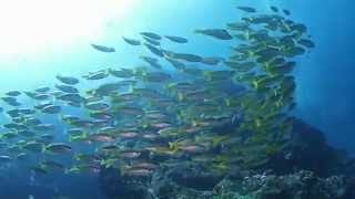 美しい魚群♪　キンセンフエダイの群れ　シミランクルーズ　ダイビング　Beautiful school of fish,Similan cruise.