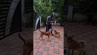 പട്ടിയെ കടിക്കാൻ പഠിപ്പിയ്ക്കാം Dog Attack training