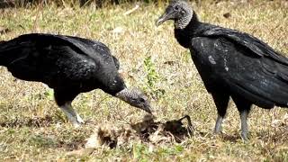 Vultures feeding on a carcass