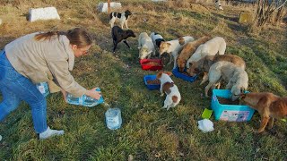 You'll Be Brought to Tears Watching This Most Well Behaved Stray Dogs