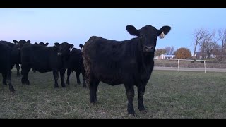 These are the calves of Azteca Ranch