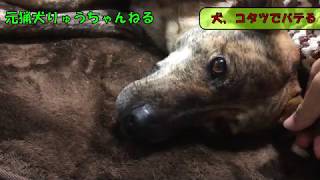 コタツに入り過ぎてバテる元猟犬