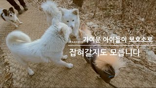 쩡남매의 479번째 이야기~산냥이 잠자리 점검하다 만난 아이들~길아이들은 들개로 분류되어 보호소로 가면 절대 안되는데 입양자 기다립니다🙏