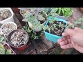 new succulents that i d recommend to buy this season