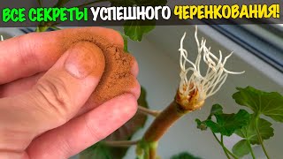 После этого Герань укореняется в момент! Растение будет расти и цвести как заряженное!