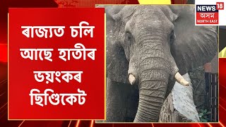 Elephant Syndicate : উজনিত সক্ৰিয় হাতী ছিণ্ডিকেট চক্ৰ | Assamese News