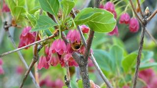 Osmia Bee Visits Red Enkianthus Flowers