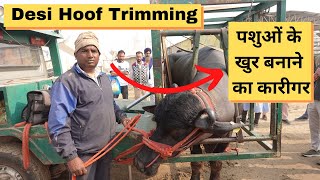 Hoof Trimming in India