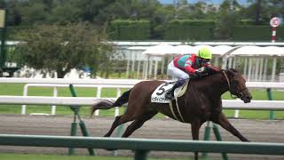 2歳メイクデビュー 現地レース映像 トゥデイイズザデイ ジャスティンロック ソリダリティ ソクラテス ゲイングラウンド 2021/9/19