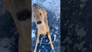 Rescuing a Deer in Snow! 🥰 #shortvideo