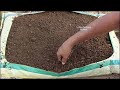 spinach grow at home how to grow spinach in pots