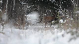 Taurieji elniai miške. 2016 lapkritis. Red Deer - Cervus Elaphus- Rothirsch - Jeleń