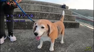 【奄美大島】長浜の港を散策♪お友達ができました♡　[Amami island] walking at port Nagahama.