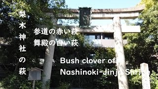 梨木神社の萩 染井の水 2019【Bush clover of Nashinoki-Jinja Shrine Kyoto】