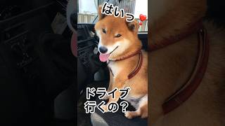 助手席はボクの席…ここに居させて！#ドライブ #助手席 #柴犬 #柴犬のいる暮らし #柴犬の日常 #力丸