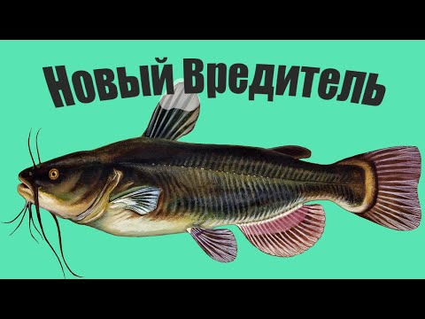 Рыба которая становится хуже ротана и заполоняет все водоемы России!