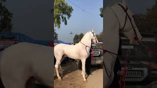 ਬੋਤੇ ਜਿਡੇ ਕੱਧ ਦਾ ਘੋੜਾ #muktsarmandi #horse #fair #2025 #nukra #stallion #champion #punjabi #india