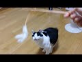 急にスイッチ入る猫