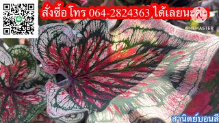 Ep.1063💝สวยๆ ทั้งนั้น เลือกชมบอนสี☎️โทร064-2824363 #บอนสี #caladium