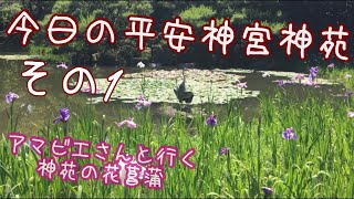 ［今日の平安神宮神苑その1］　平安神宮神苑　花菖蒲