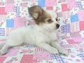 0710パピヨン子犬シュトーレンf2