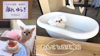 愛犬チワワ誕生日旅㊗️露天風呂つき客室に泊まったら最高すぎた♨