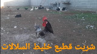 الحلقة21.إشتريت خليط🐓 سلالات ممتاز من الرجل الطيب با عياد. شكر خاص لصديقه أحمد🪴