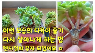 썩어서 없어질 뻔 했던 펜지철화 ~ 이렇게 확인하고 살렸습니다 ㅎ 식구들어났네요 ㅎ