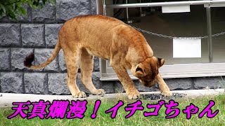 天真爛漫！イチゴちゃん　Ichigo is simple and innocent　〜 Lion (ライオン)〜　～ 多摩動物公園 ～