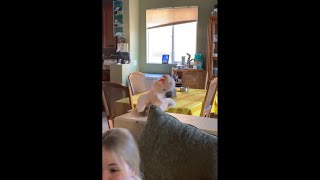 A Funny Cockatoo Hysterically Laughing