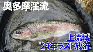 奥多摩川上流域、2024年最後の放流。いいサイズのニジマスが釣れます