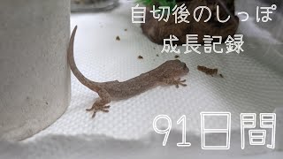 91日間に渡るヤモリの自切後のしっぽ成長記録【Gecko tail reproduction record over 91 days】