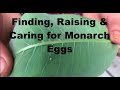 Monarch Eggs- How to find, raise and care for  Ontario, Canada