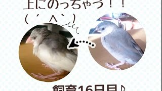 飼育16日目『幼鳥〜成鳥になるまで(•ө•)♡』えさを食べている時に桜文鳥が白文鳥に乗ったりします・・・。《ランドチャンネル》文鳥　手乗り文鳥　桜文鳥　白文鳥　ヒナ　ペット